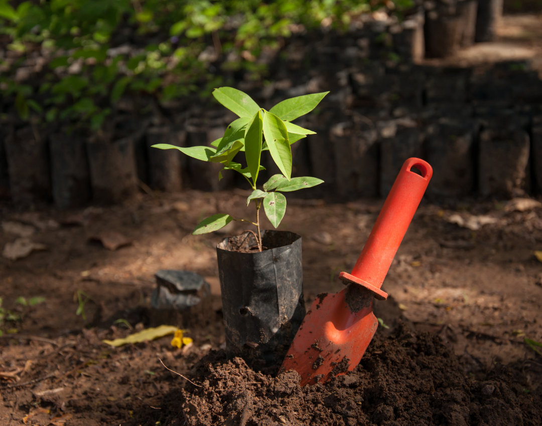 Landscaping Services
