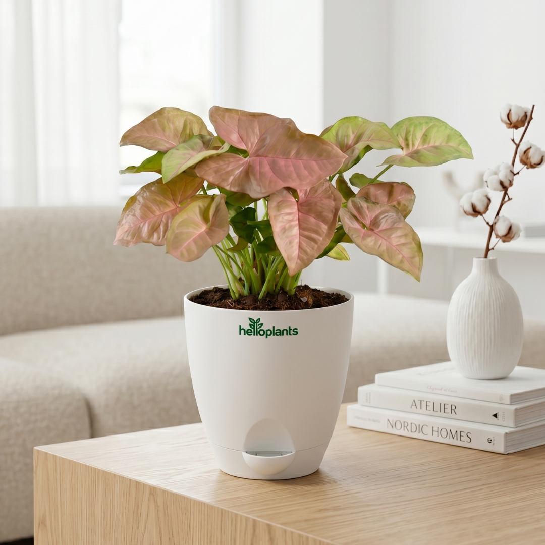 Syngonium Pink