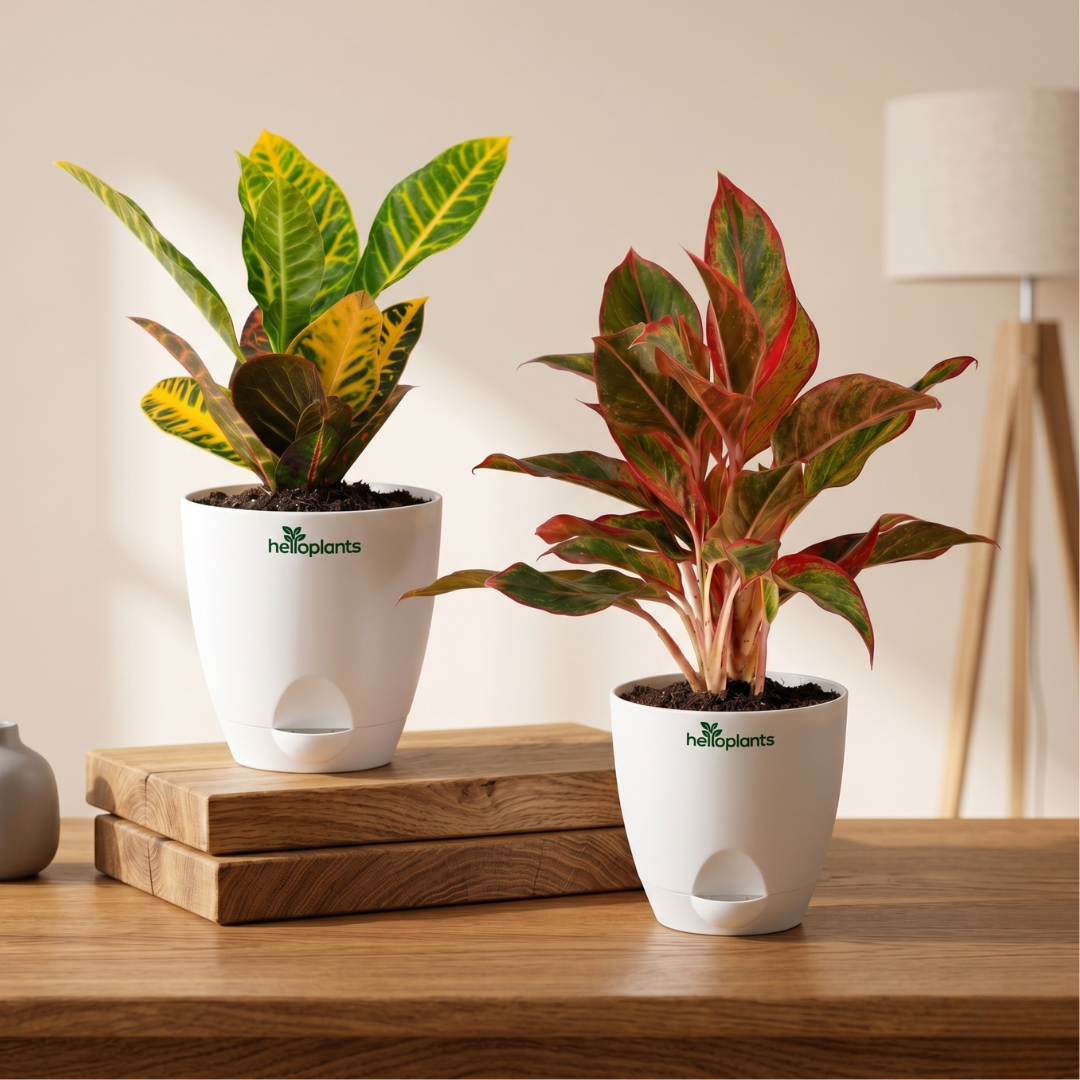 Fiery Foliage 2-Pack Combo