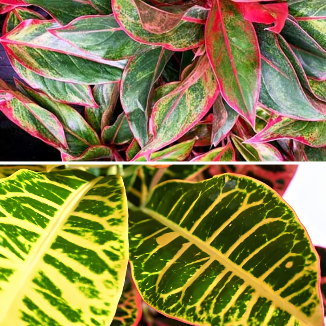 Fiery Foliage 2-Pack Combo