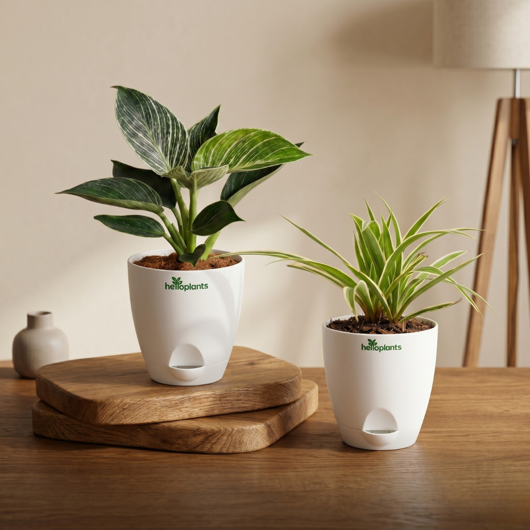 Striped & Variegated 2-Pack Combo
