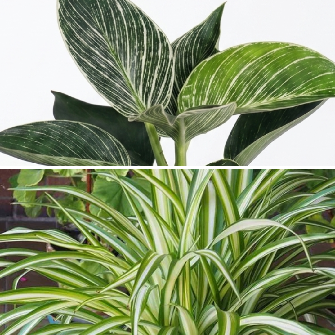 Striped & Variegated 2-Pack Combo