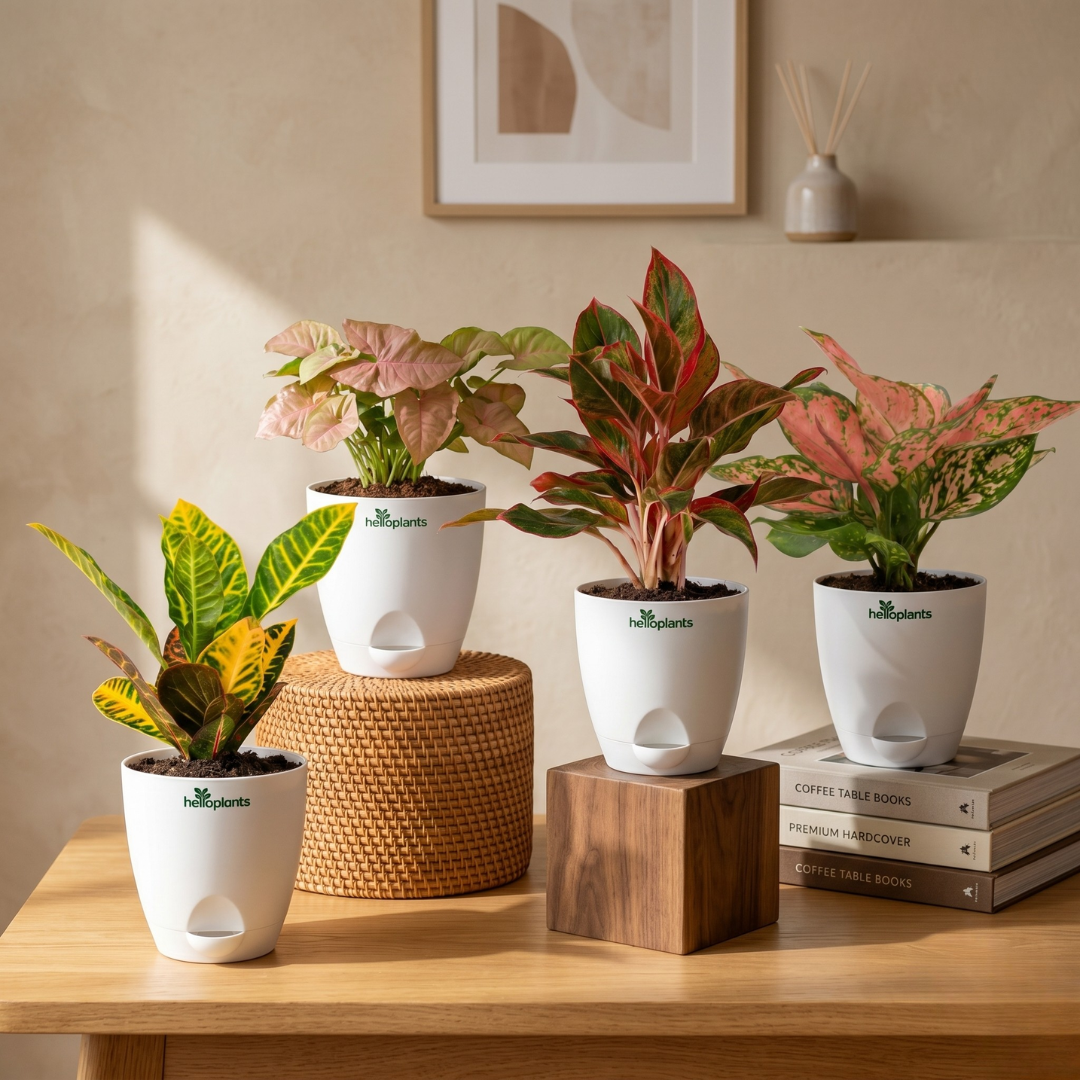 Colorful Foliage 4-Pack Combo