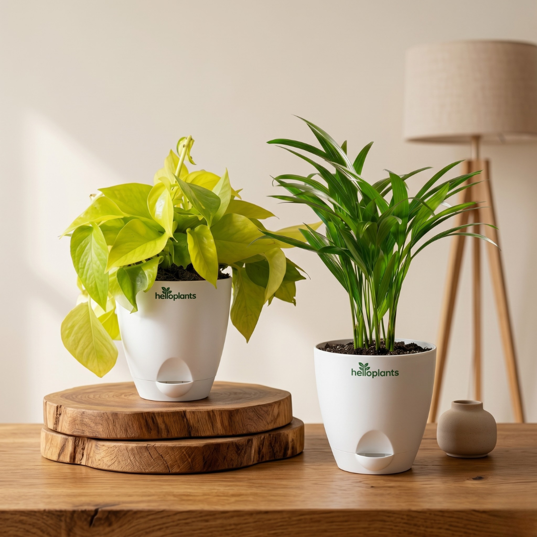 Tropical Vibe 2-Pack Combo