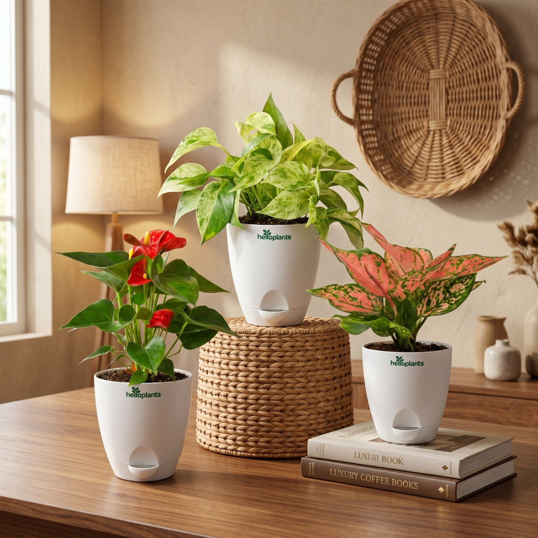 Exotic Blooms 3-Pack Combo
