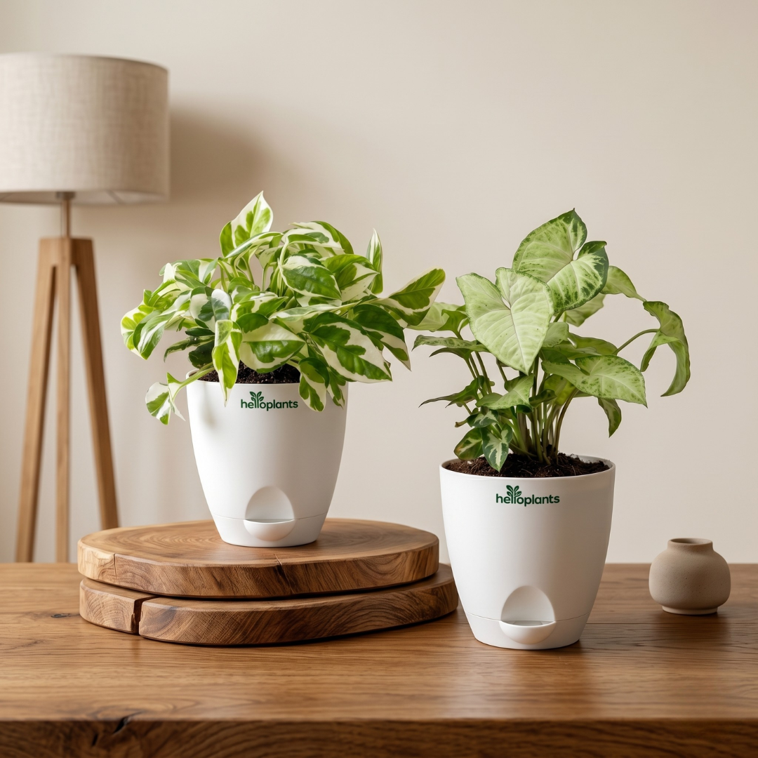 White Variegated 2-Pack Combo