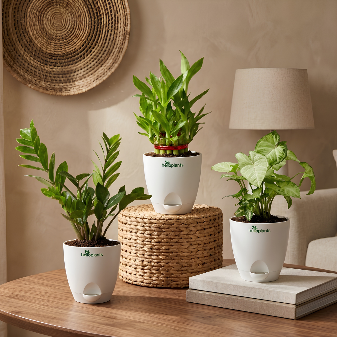 Easy-Care Trio 3-Pack Combo