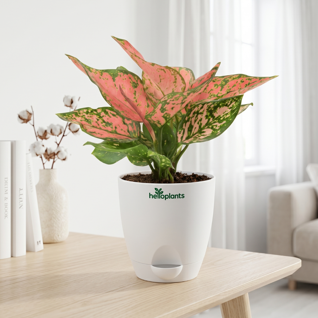 Aglaonema Pink Valentine