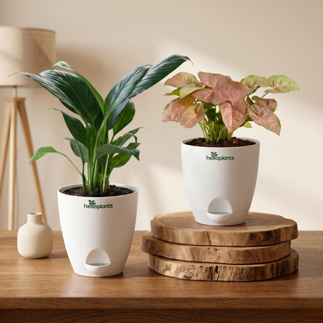 Gentle Harmony 2-Pack Combo