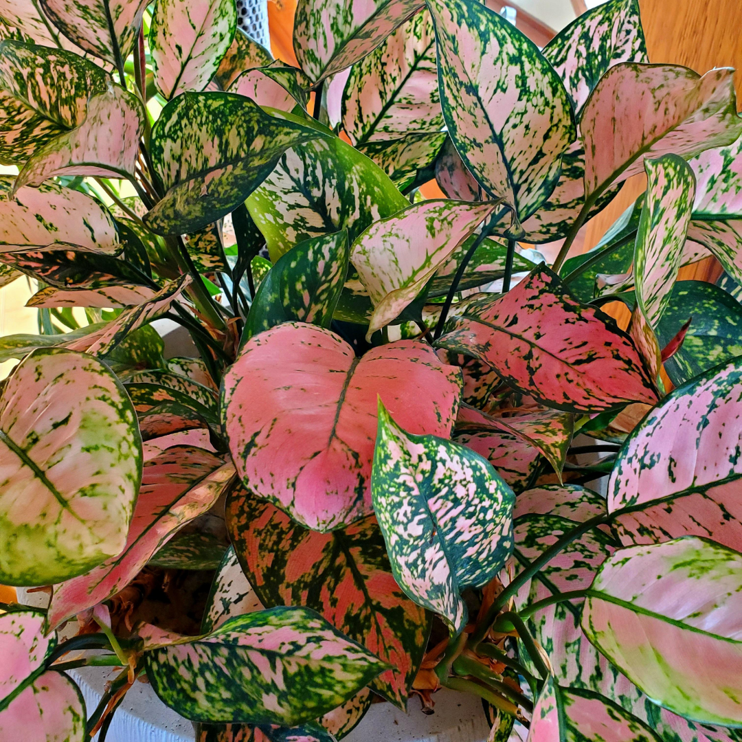Aglaonema Pink Valentine