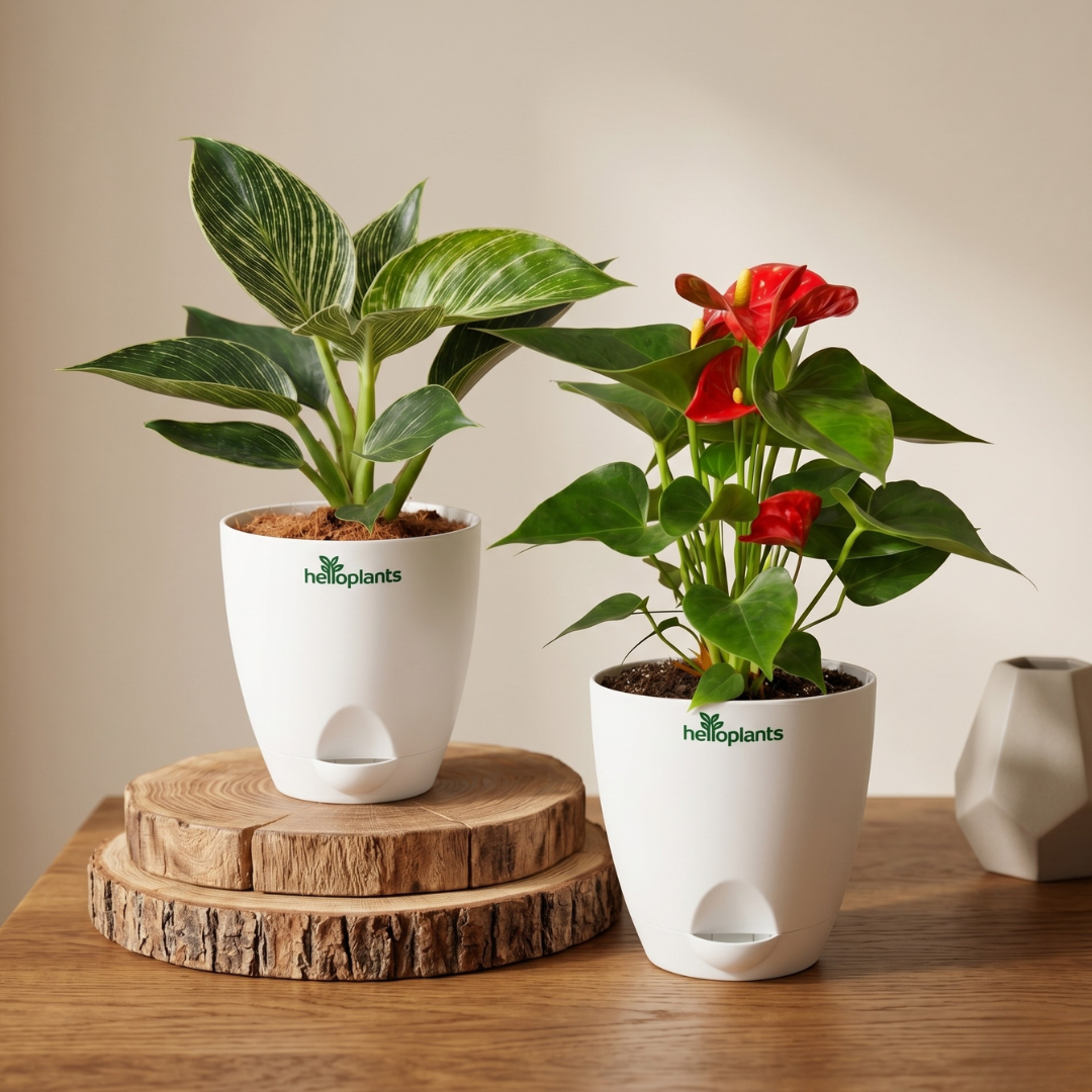 Tropical Velvet 2-Pack Combo