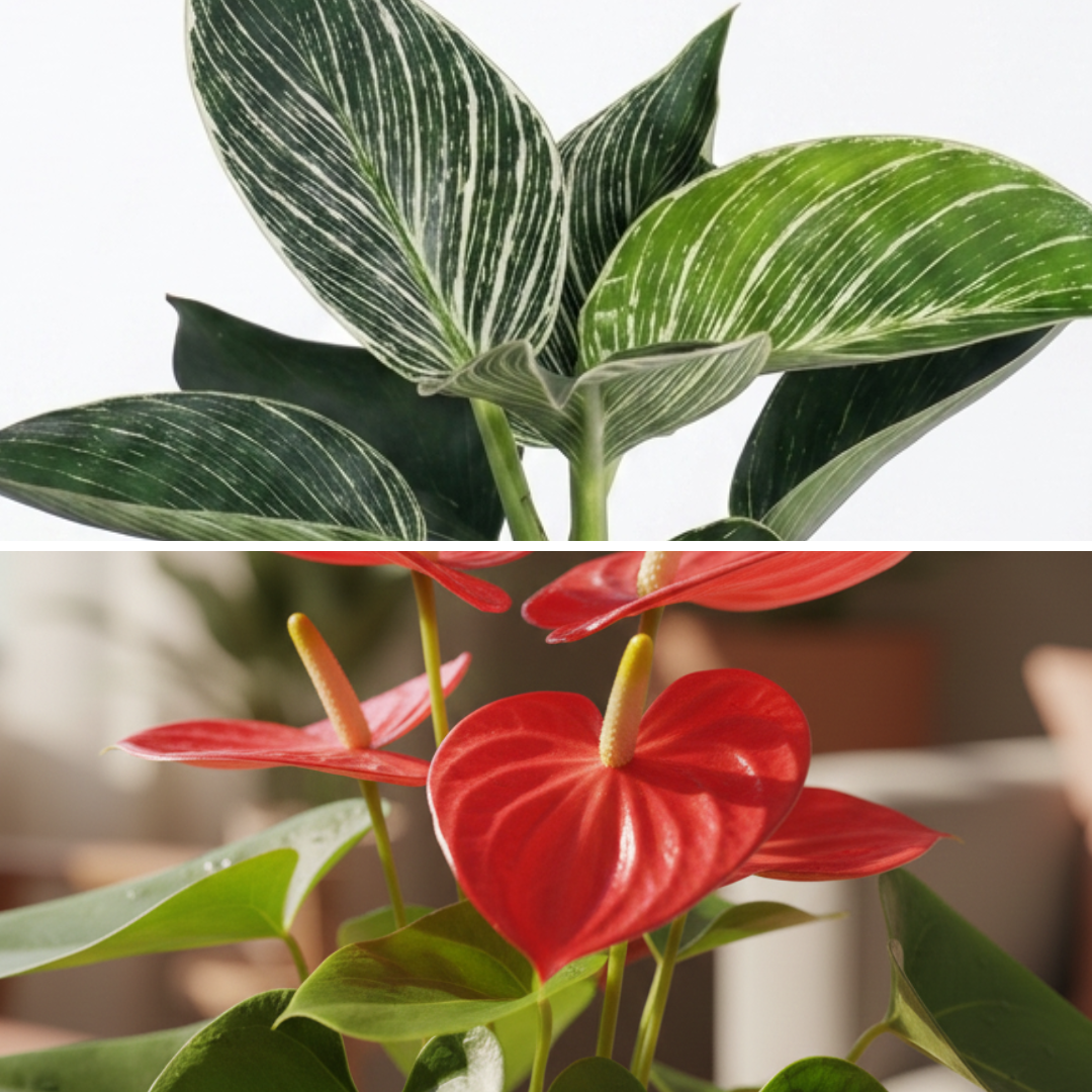 Tropical Velvet 2-Pack Combo