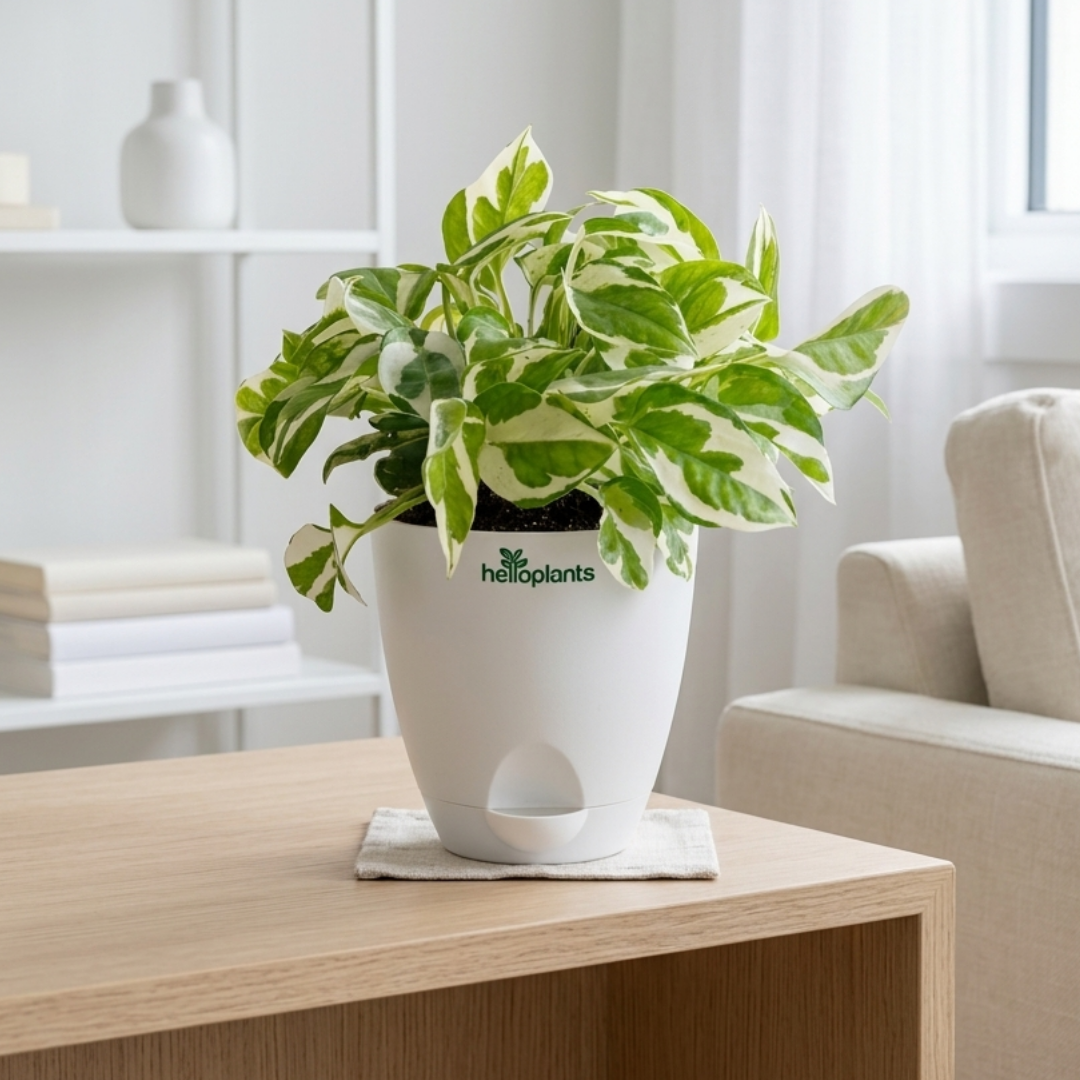 Money ‘N Joy Plant