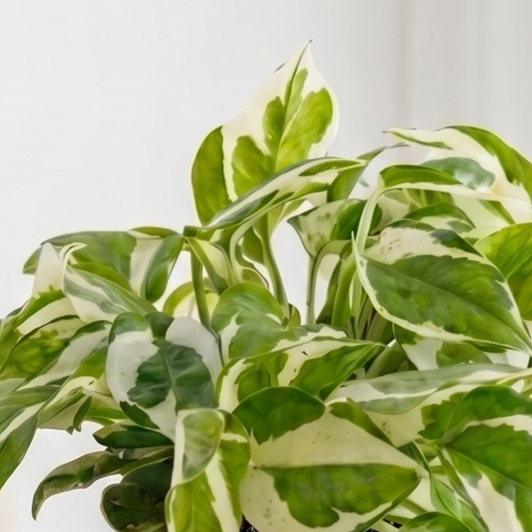 Money ‘N Joy Plant