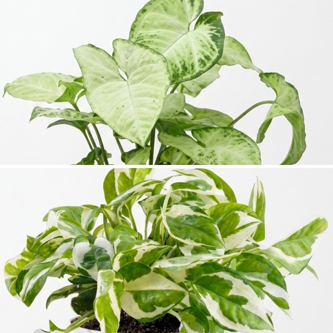 White Variegated 2-Pack Combo
