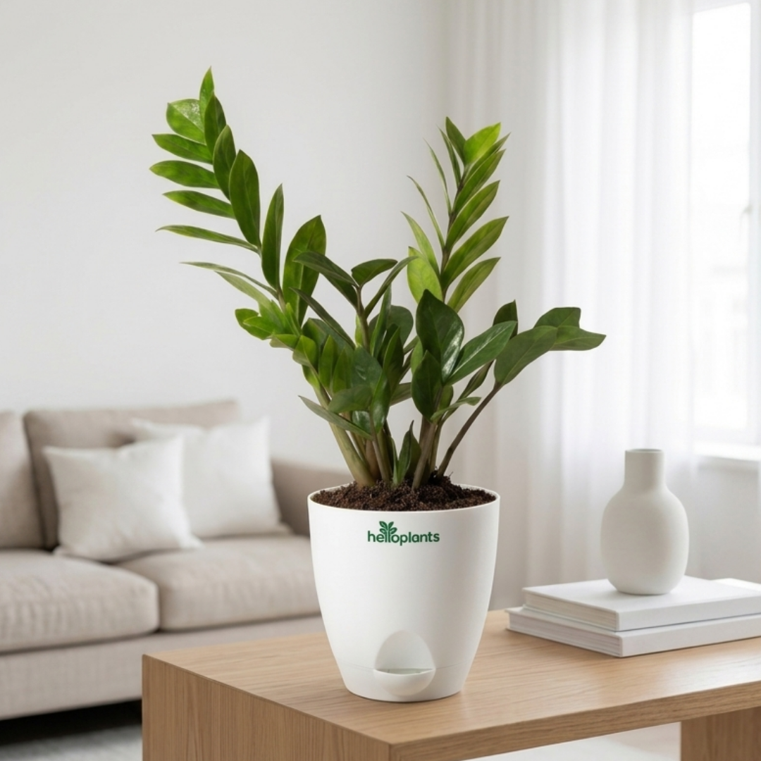 Zamia Green (ZZ Plant)