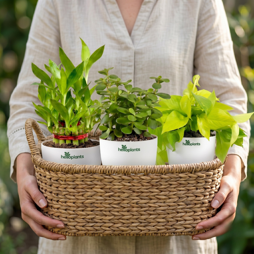 Prosperity 3-Pack Combo