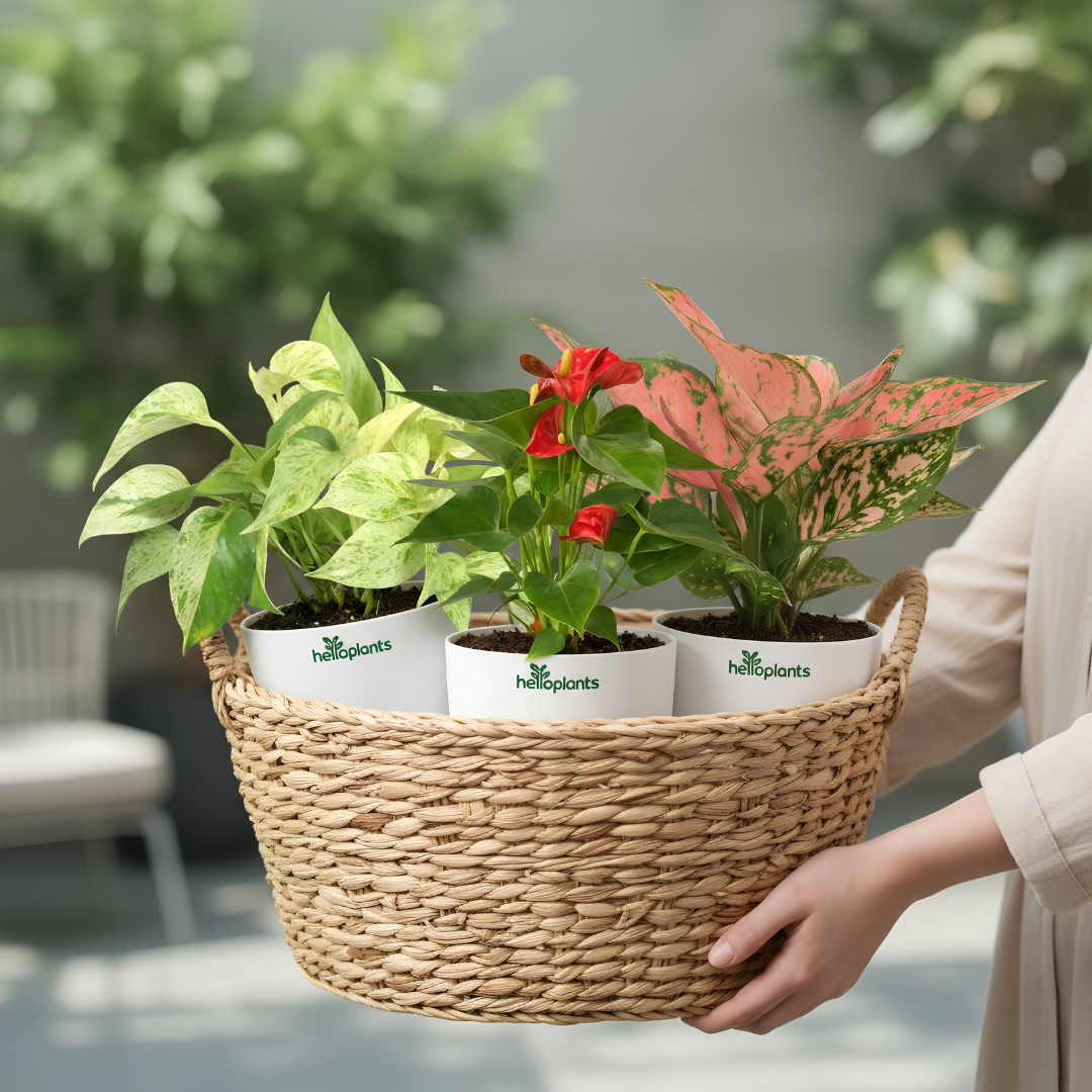 Exotic Blooms 3-Pack Combo