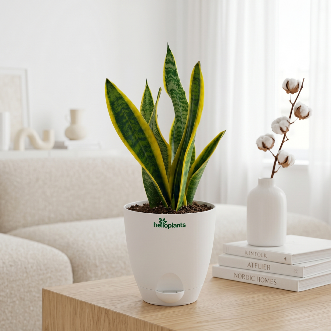 Snake Plant