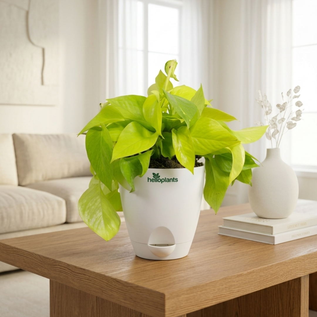 Golden Money Plant
