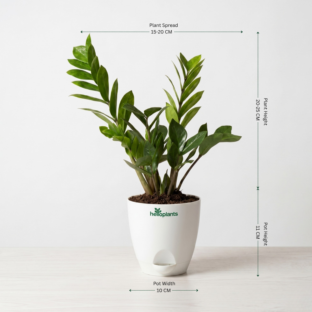 Indoor Essentials 4-Pack Combo