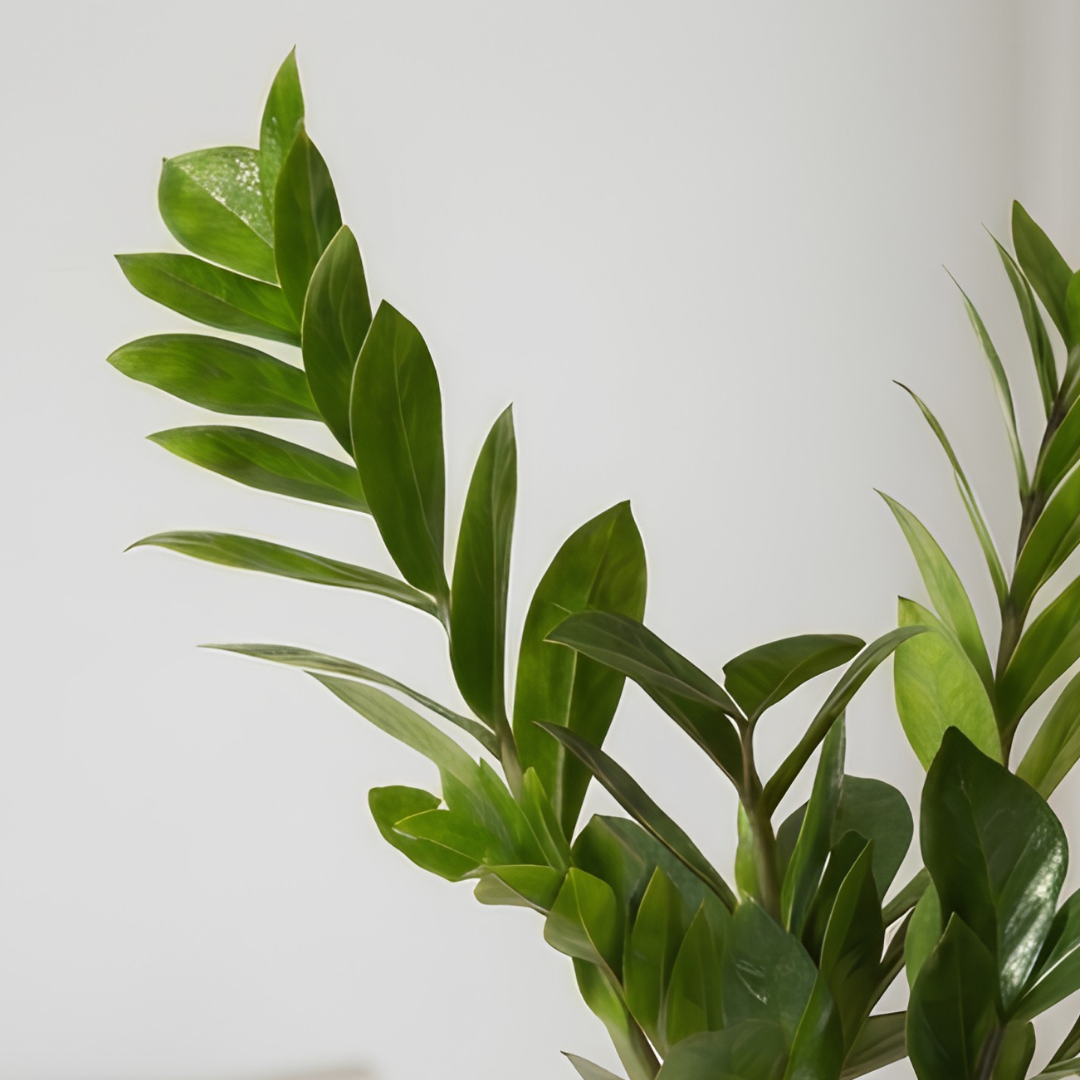 Zamia Green (ZZ Plant)