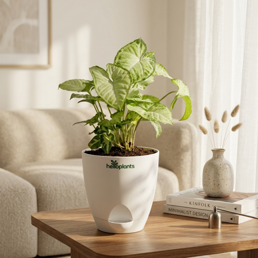 Syngonium White