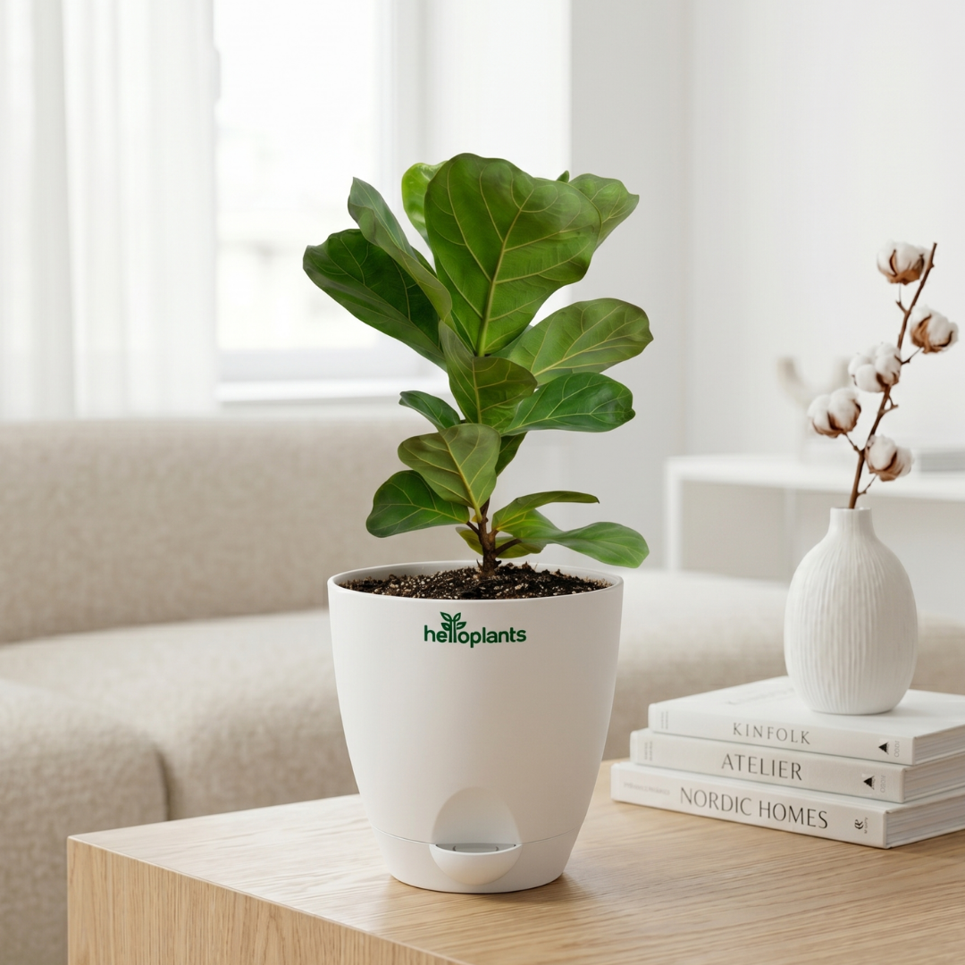 Fiddle Leaf Fig (Ficus lyrata)