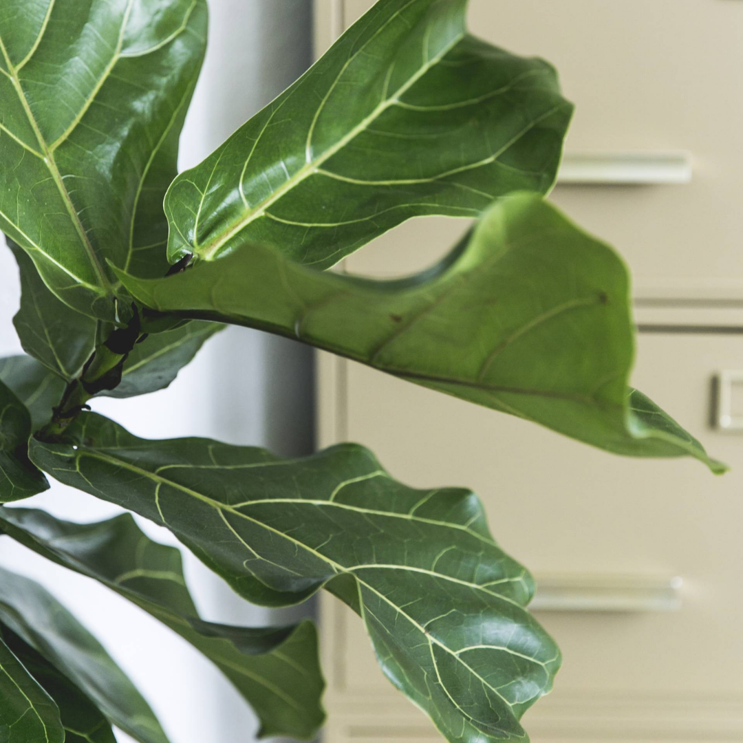 Fiddle Leaf Fig (Ficus lyrata)