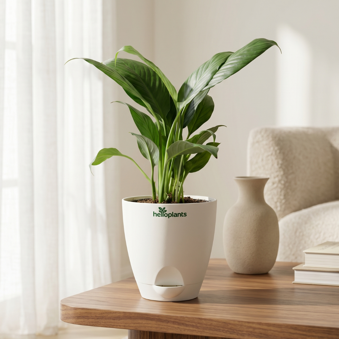 Peace Lily