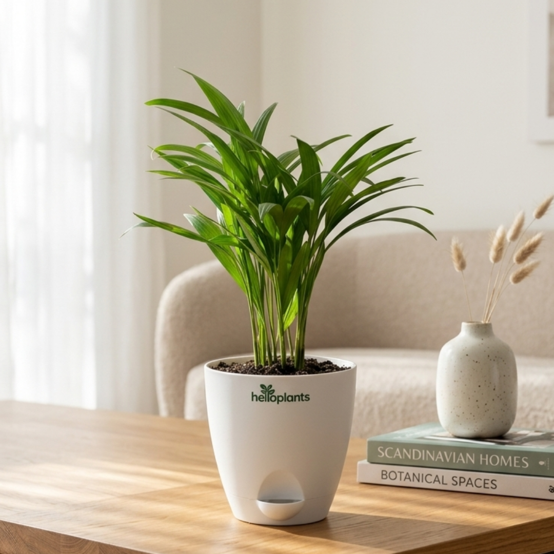 Areca Palm