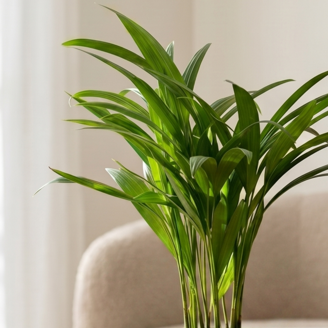 Areca Palm