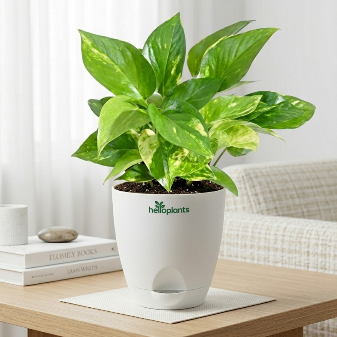 Variegated Money Plant