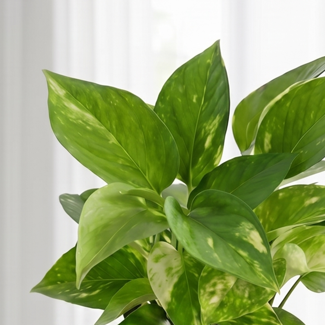 Variegated Money Plant