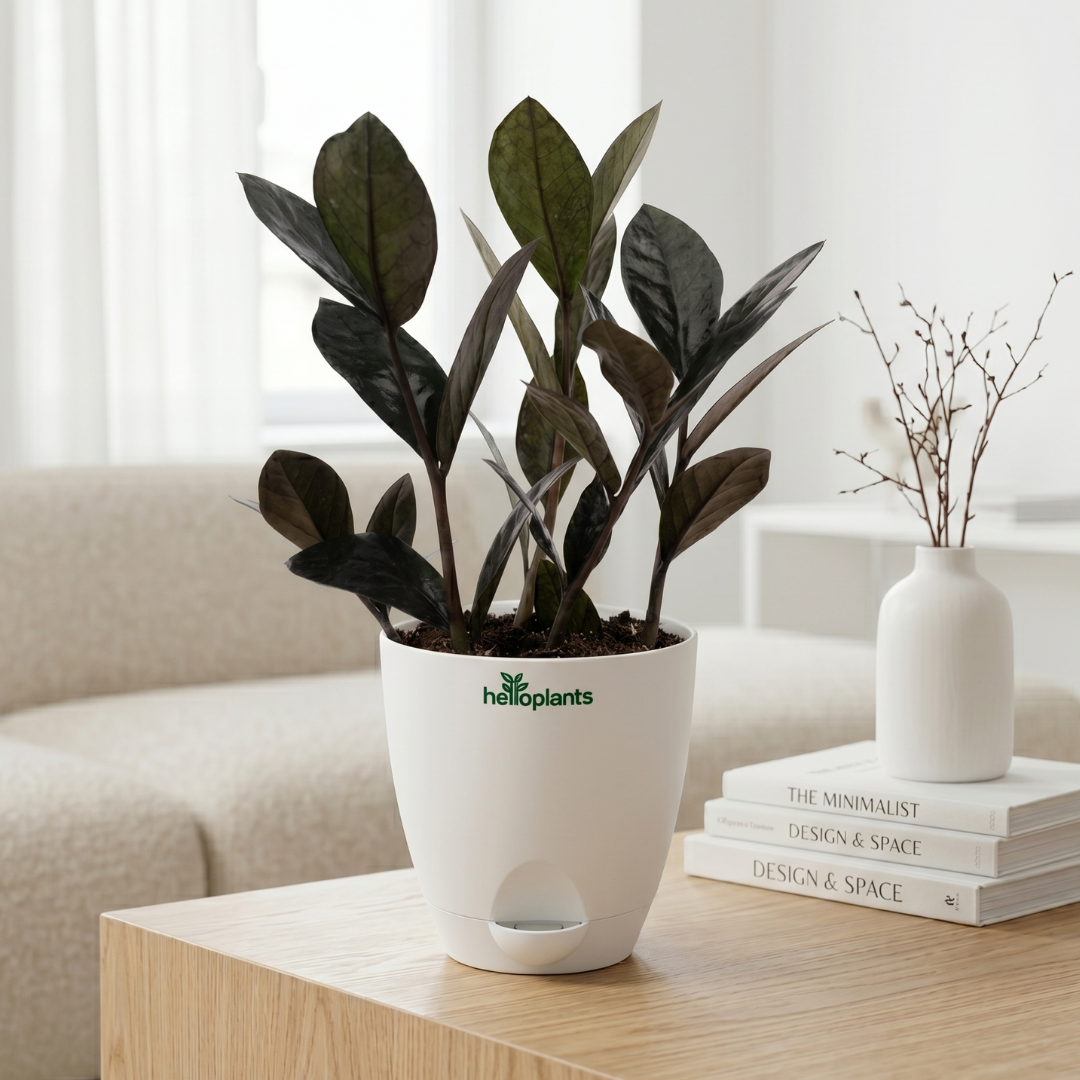 Zamia Black (Raven ZZ Plant)