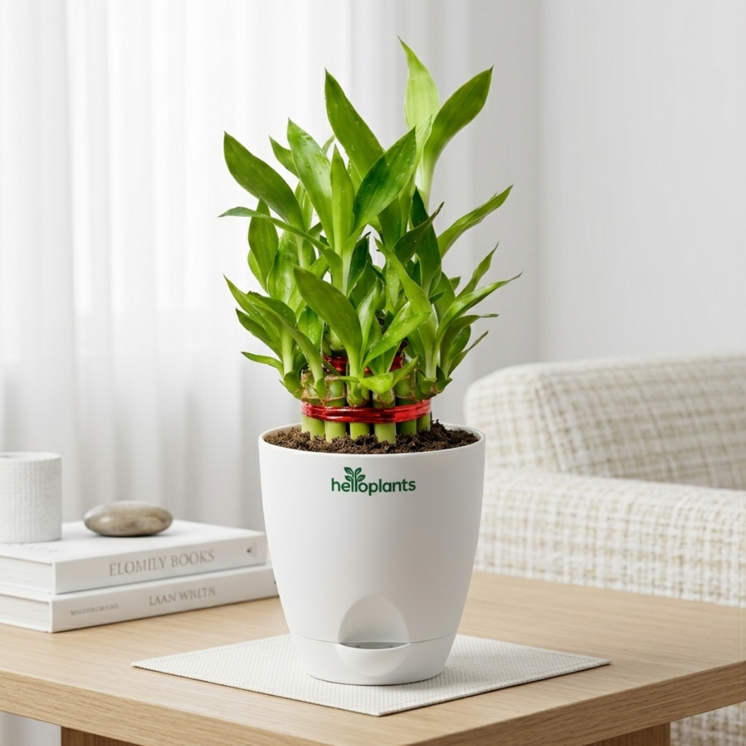 Lucky Bamboo