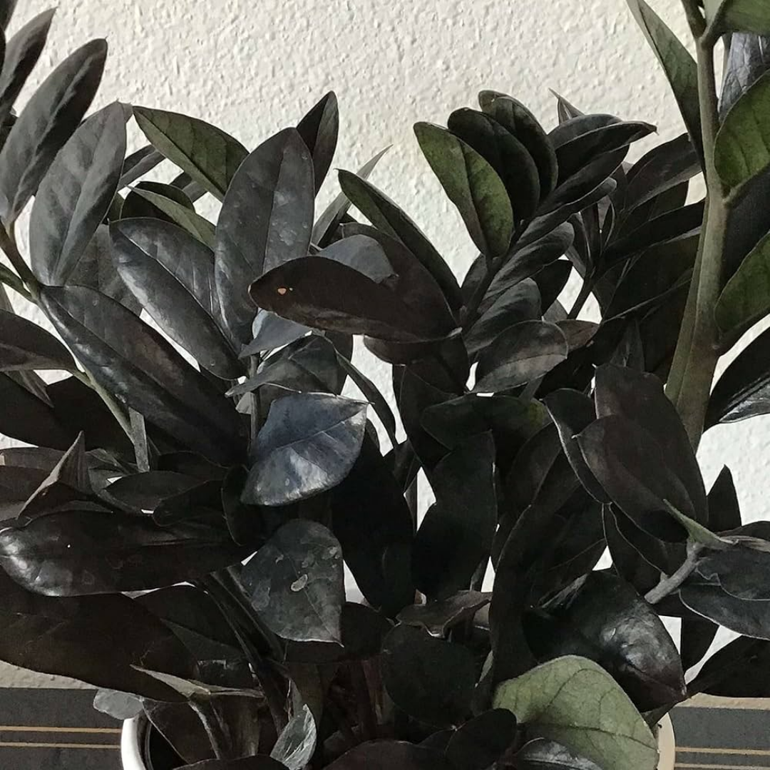Zamia Black (Raven ZZ Plant)
