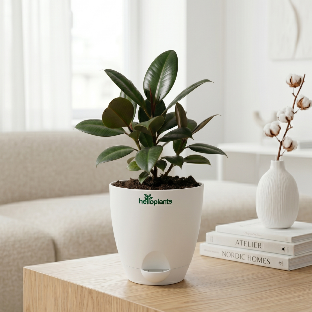 Rubber Plant