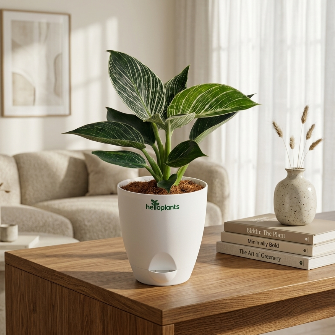 Philodendron Birkin Plant