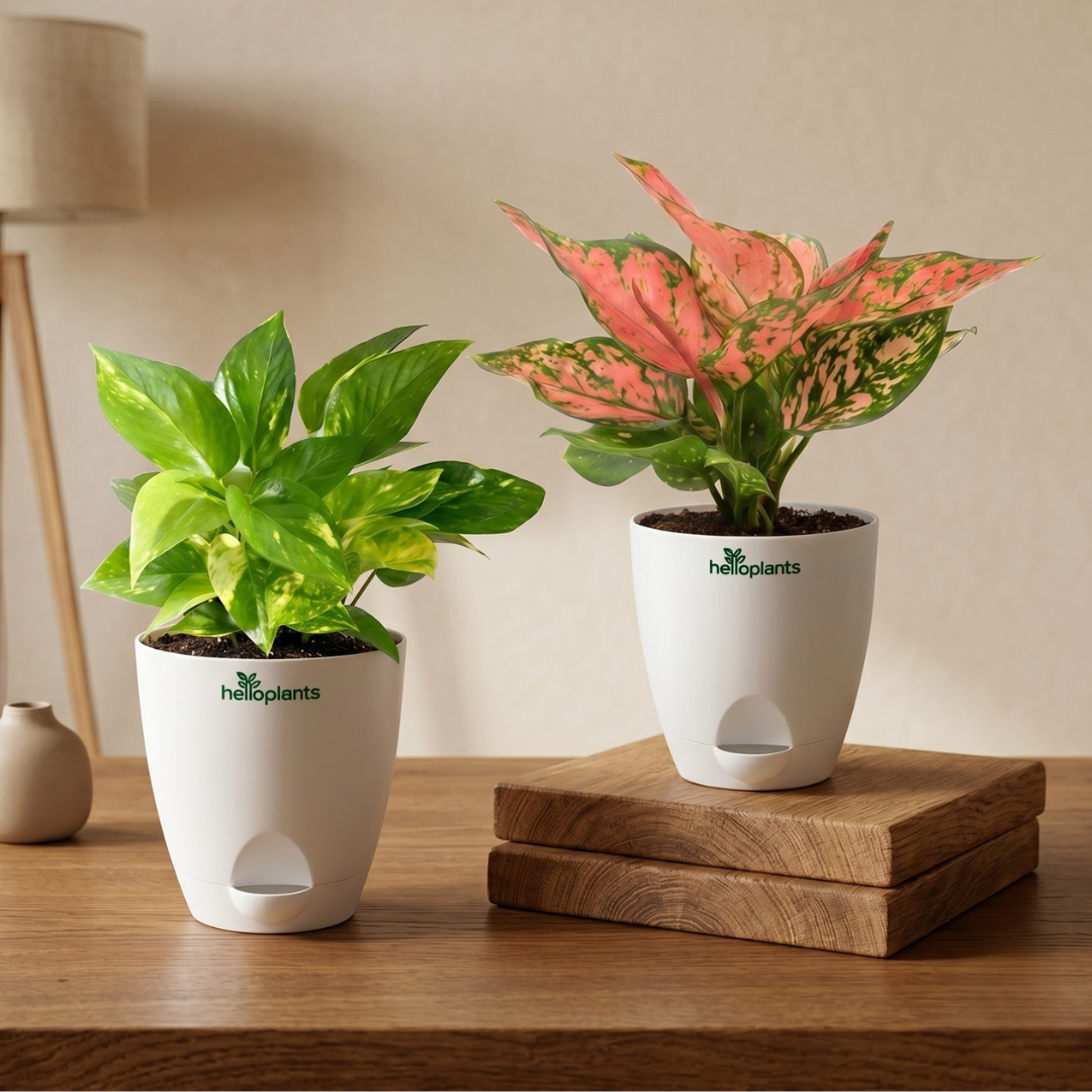Vibrant Charm 2-Pack Combo