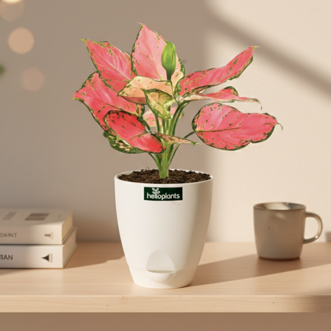 Aglaonema Pink Valentine
