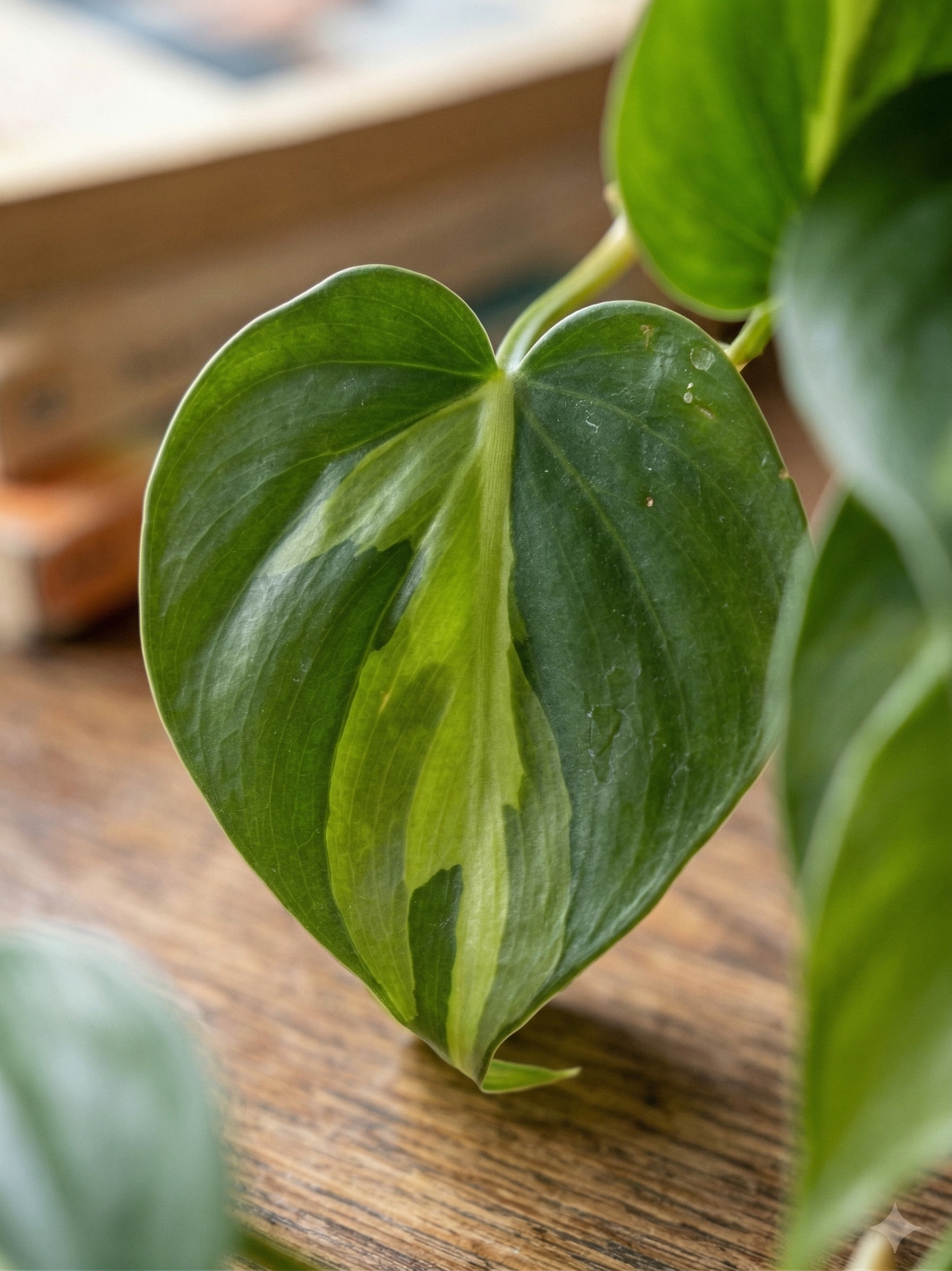 Philodendron Brasil
