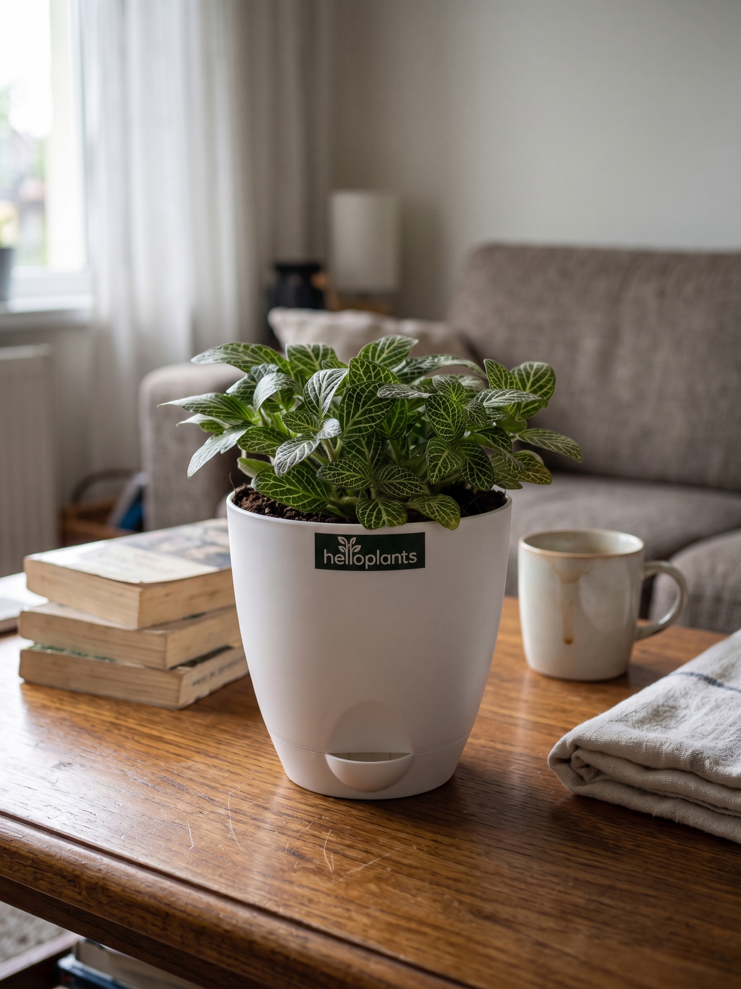 Fittonia Green (Nerve Plant)