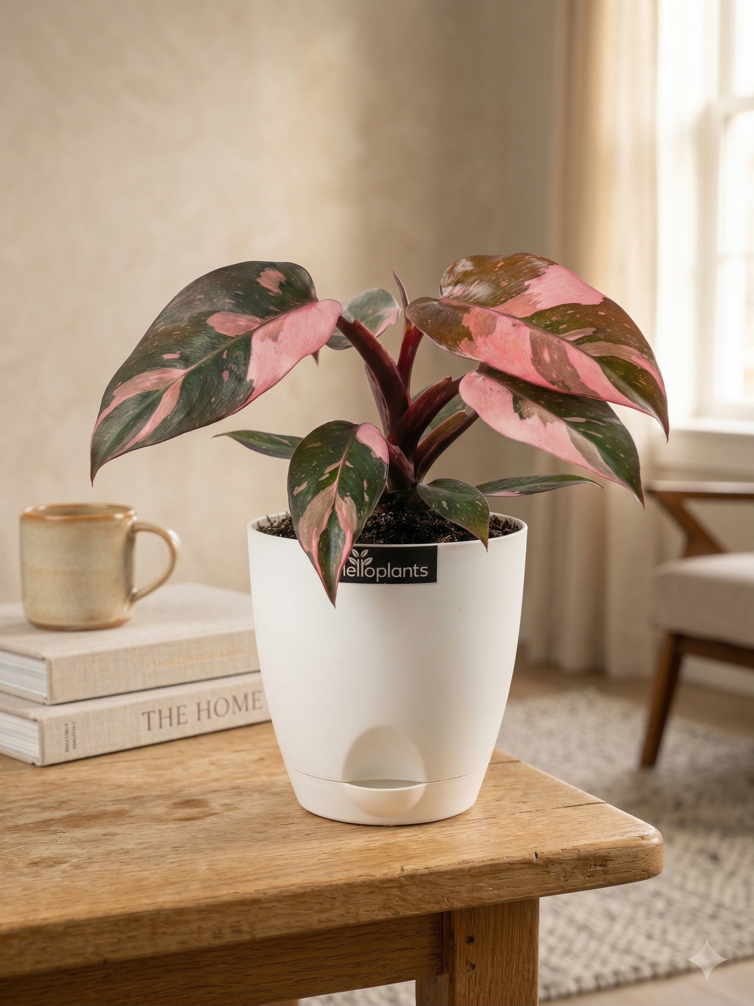 Philodendron Pink Princess