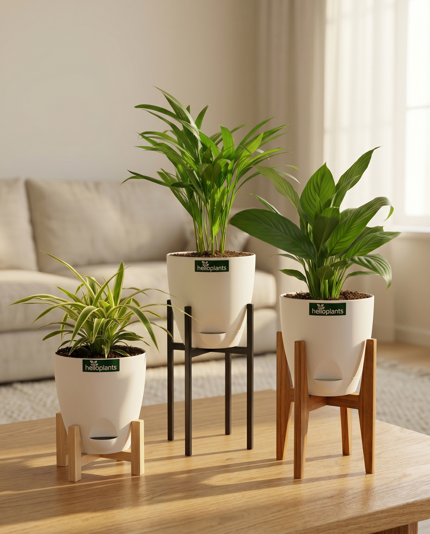 The Air Purifier Sanctuary