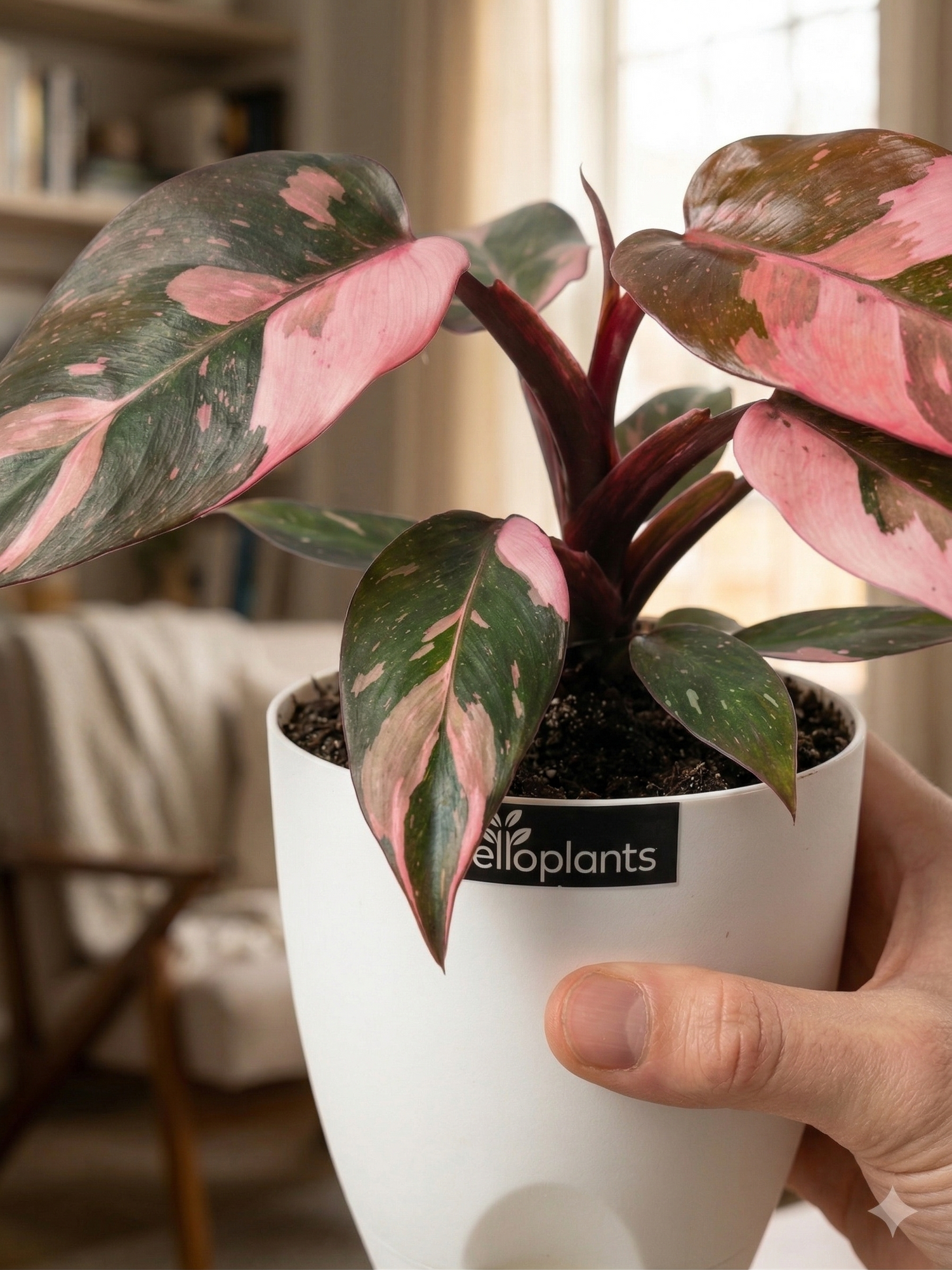 Philodendron Pink Princess