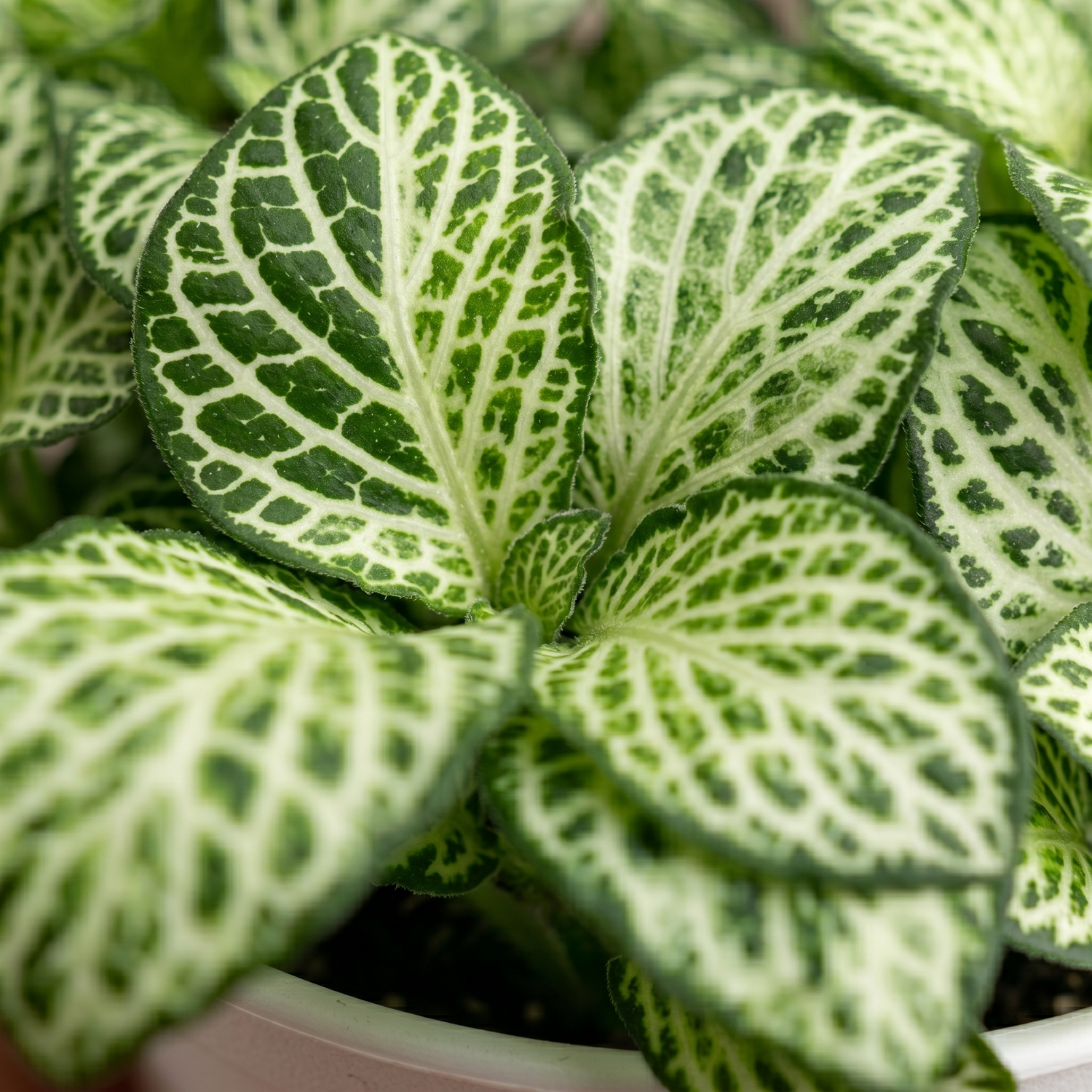 Fittonia Green (Nerve Plant)
