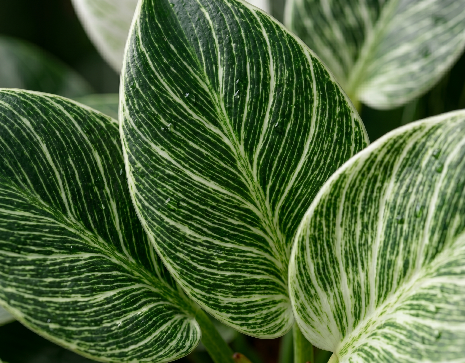 Philodendron Birkin Plant