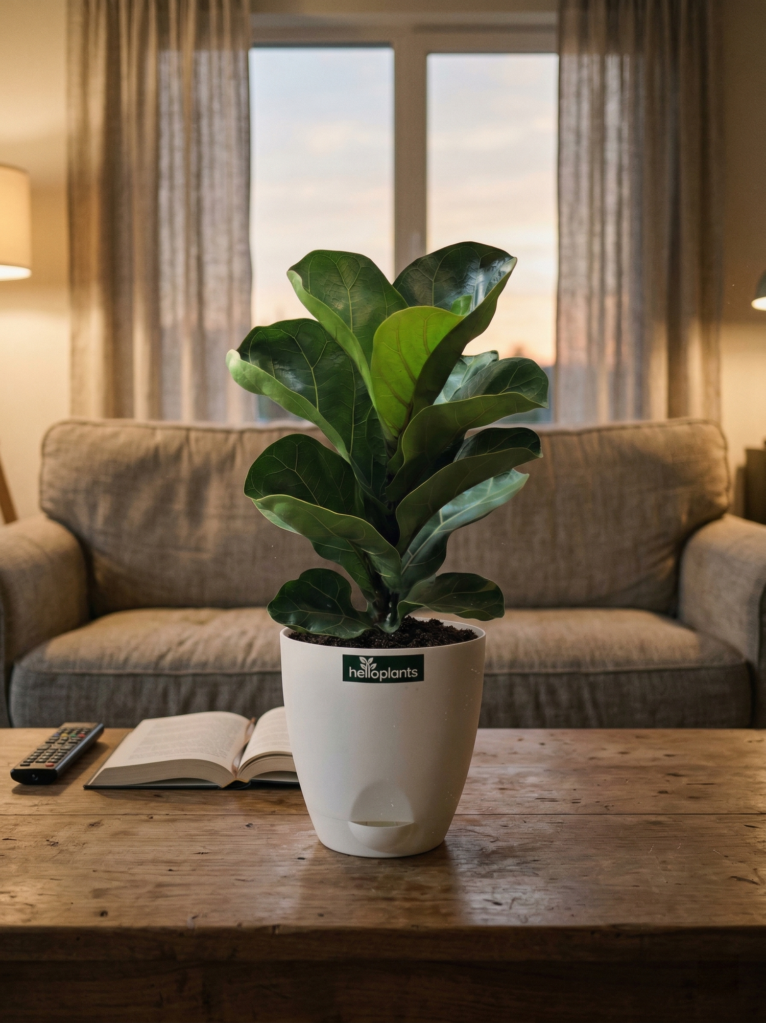 Fiddle Leaf Fig (Ficus lyrata)