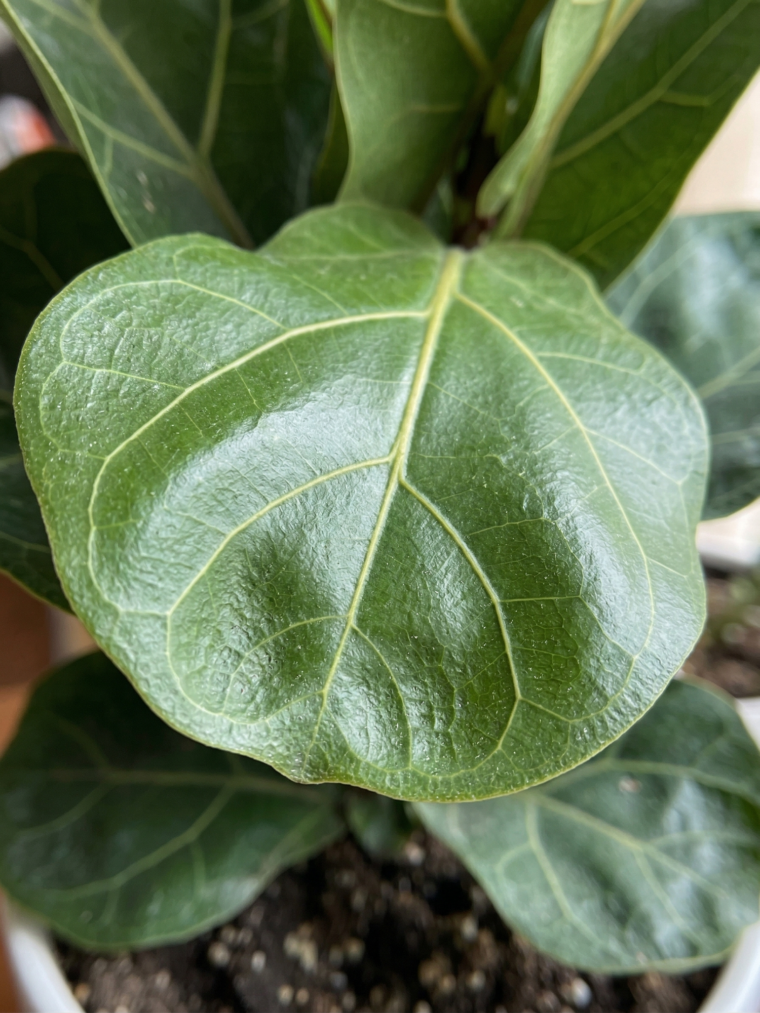 Fiddle Leaf Fig (Ficus lyrata)